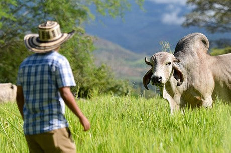 Is Eating Meat Bad for the Environment? Part 1: Introduction to Claims